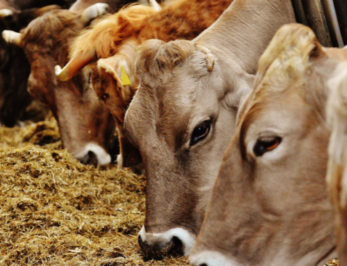 Nyheter i vårt enklaste foderstatsprogram