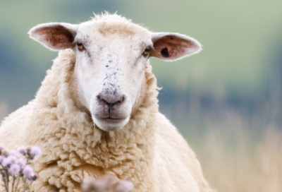 Skapa enkelt foderstater för får