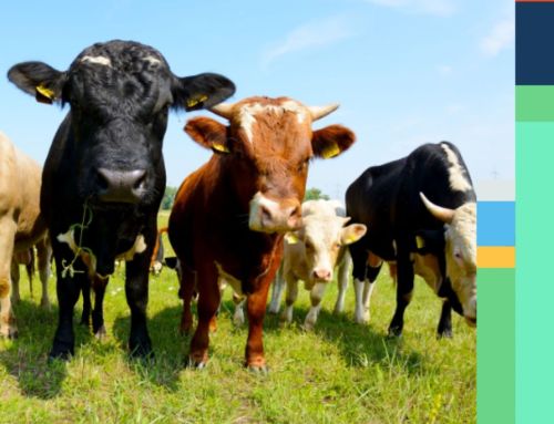 NIBStat vårt foderstatsprogram