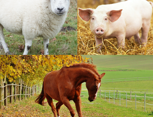 Uppdaterade utfodringsprogram för får, häst och gris